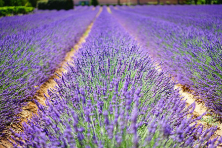 Champ de lavande en Provence