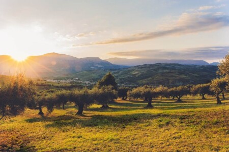 Oliveraie en Provence