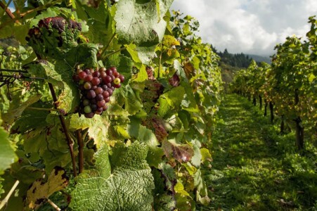 Vignes en Provence